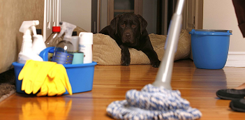 Domestic Cleaners