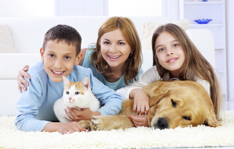 Professional Organic Dry Carpet and Upholstery Cleaning