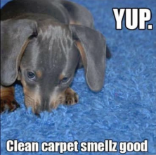 Carpet Cleaning