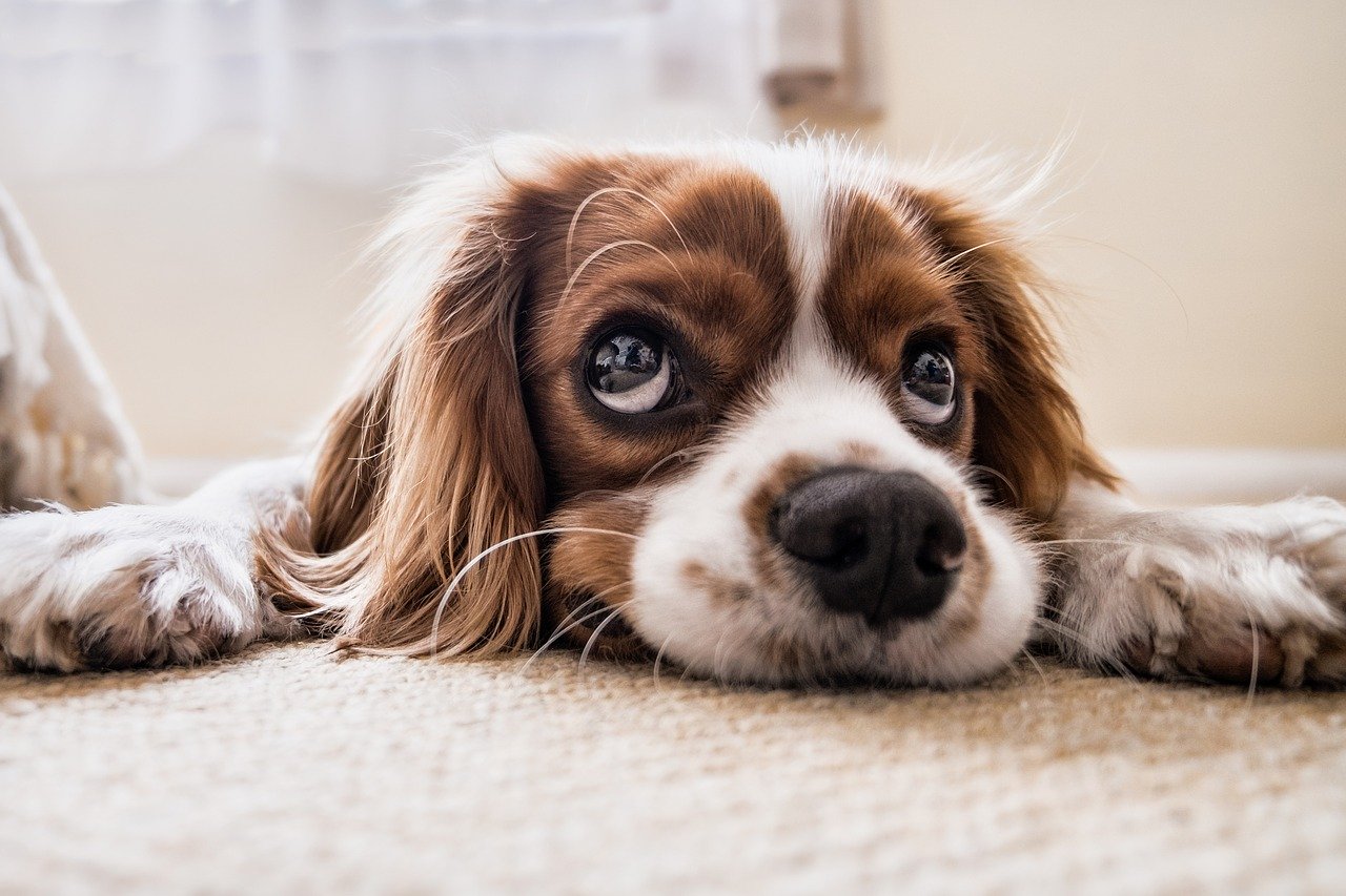 Carpet Cleaning Canary Wharf